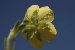 Image of abbotswood potentilla