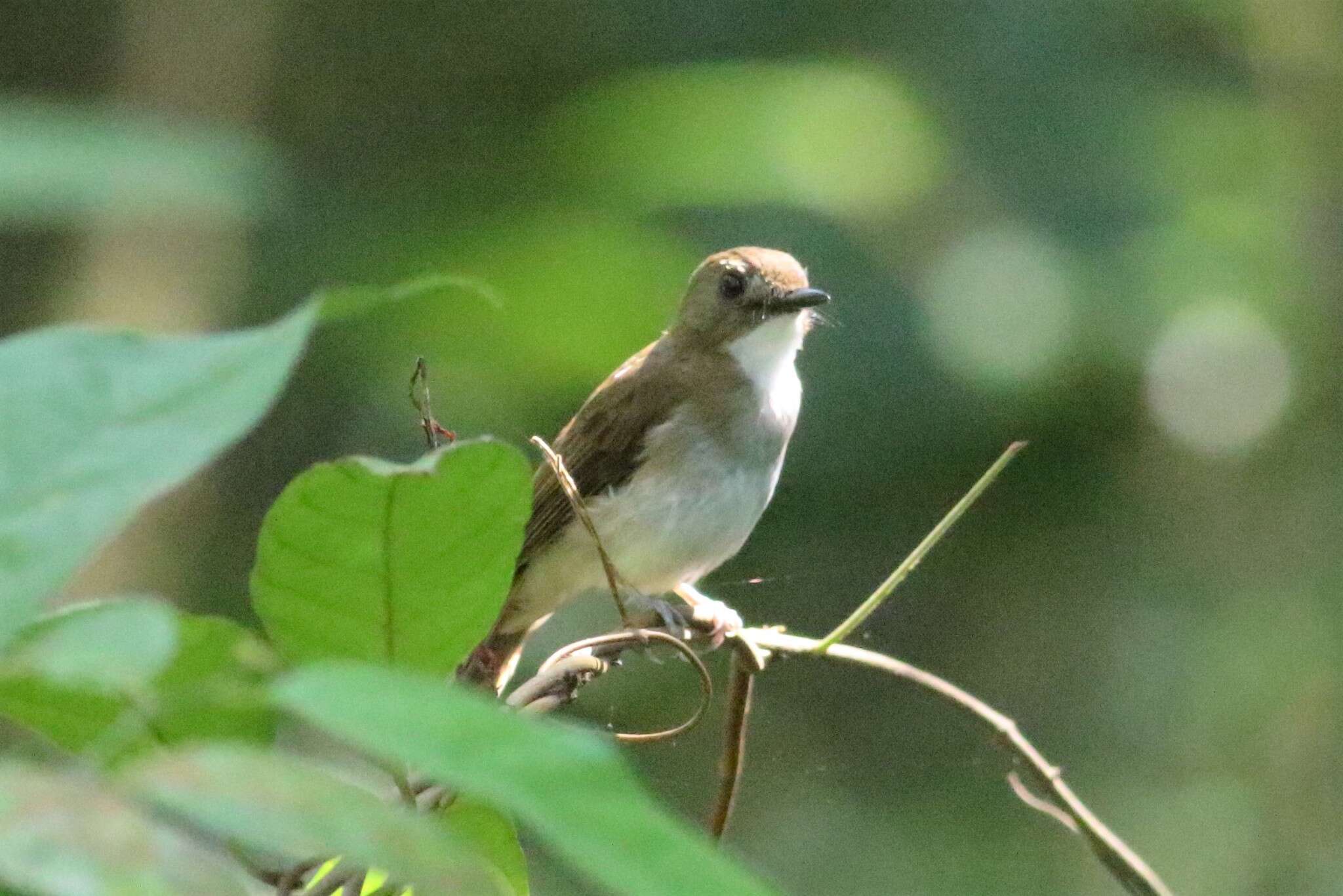Image of Grey-chested Jungle Flycatcher