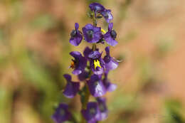 Image of Cyanostegia cyanocalyx (F. Muell.) C. A. Gardner