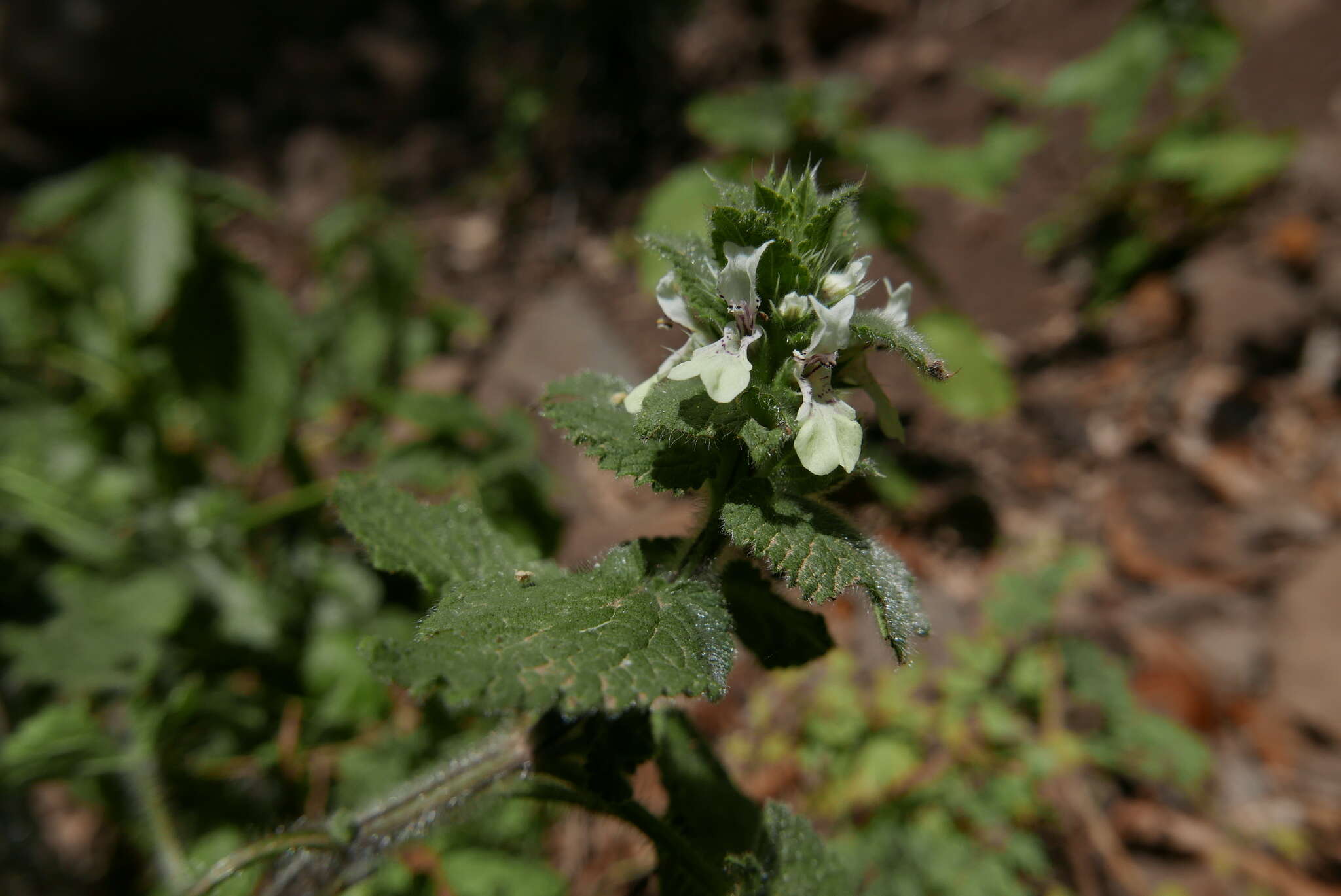 Слика од Stachys ocymastrum (L.) Briq.