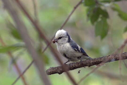 Image of Azure Tit