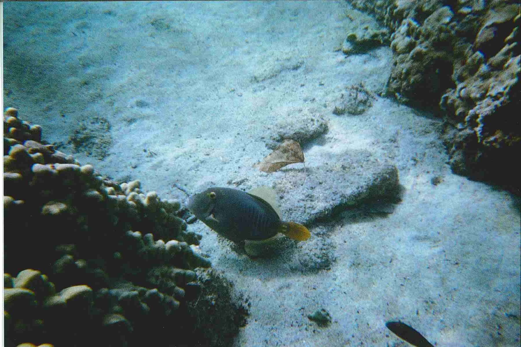 Image of Barred Filefish