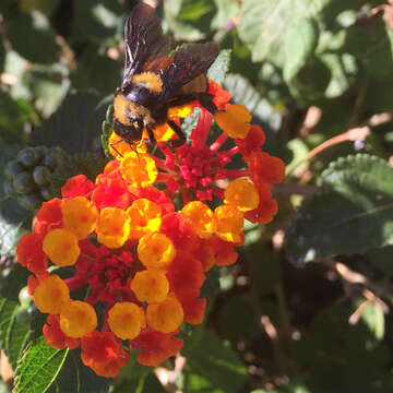 Image of Sonoran Bumble Bee