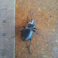 Image of Winstanley Ground Beetle