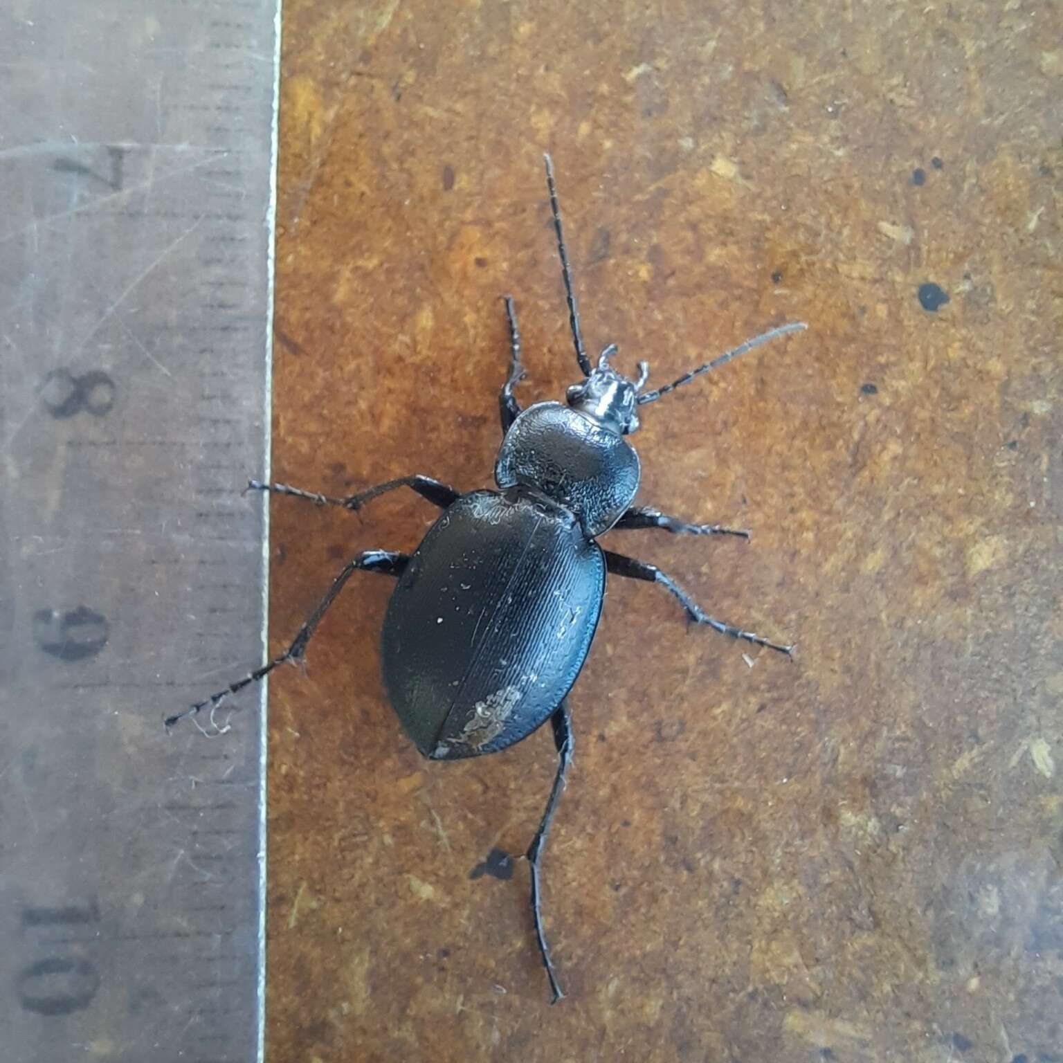 Image of Winstanley Ground Beetle