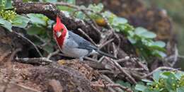 Image of Red-crested Cardinal