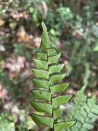 Plancia ëd Adiantum villosum L.