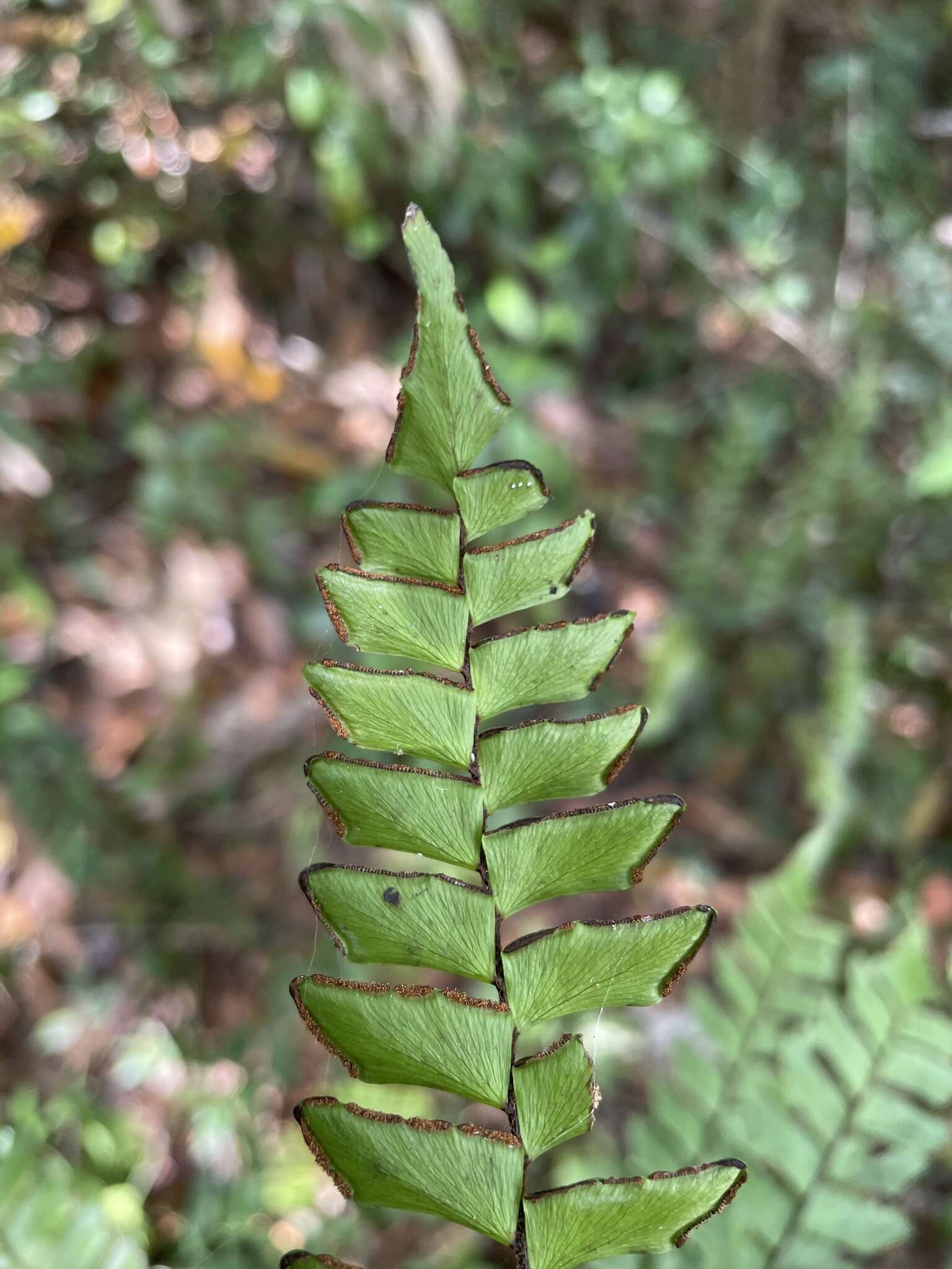 Adiantum villosum L.的圖片