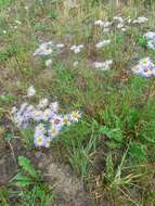 Image of aspen fleabane