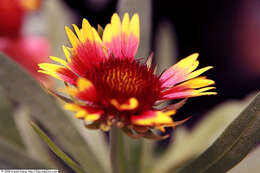 Image of Common perennial gaillardia