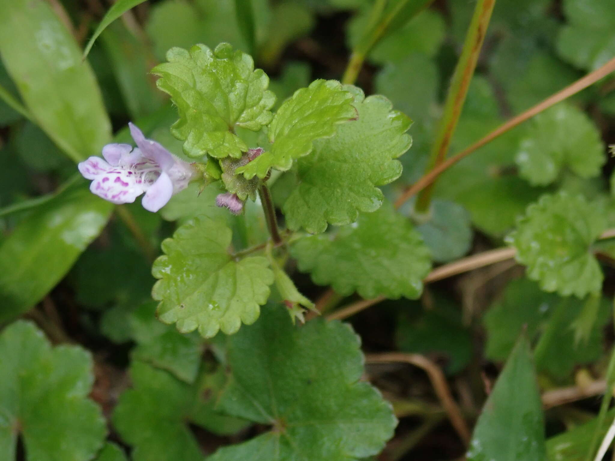 Image of Glechoma grandis (A. Gray) Kuprian.