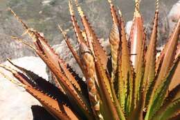 Image of Aloe lineata (Aiton) Haw.