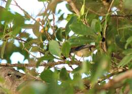 Image of Scarlet-backed Flowerpecker