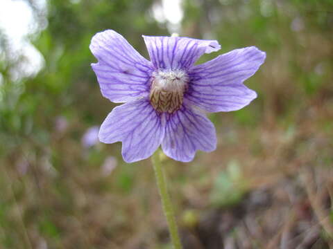 Image de Pinguicula caerulea Walt.