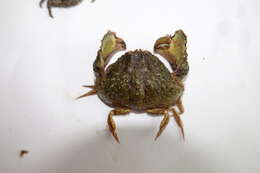 Image of smooth box crab