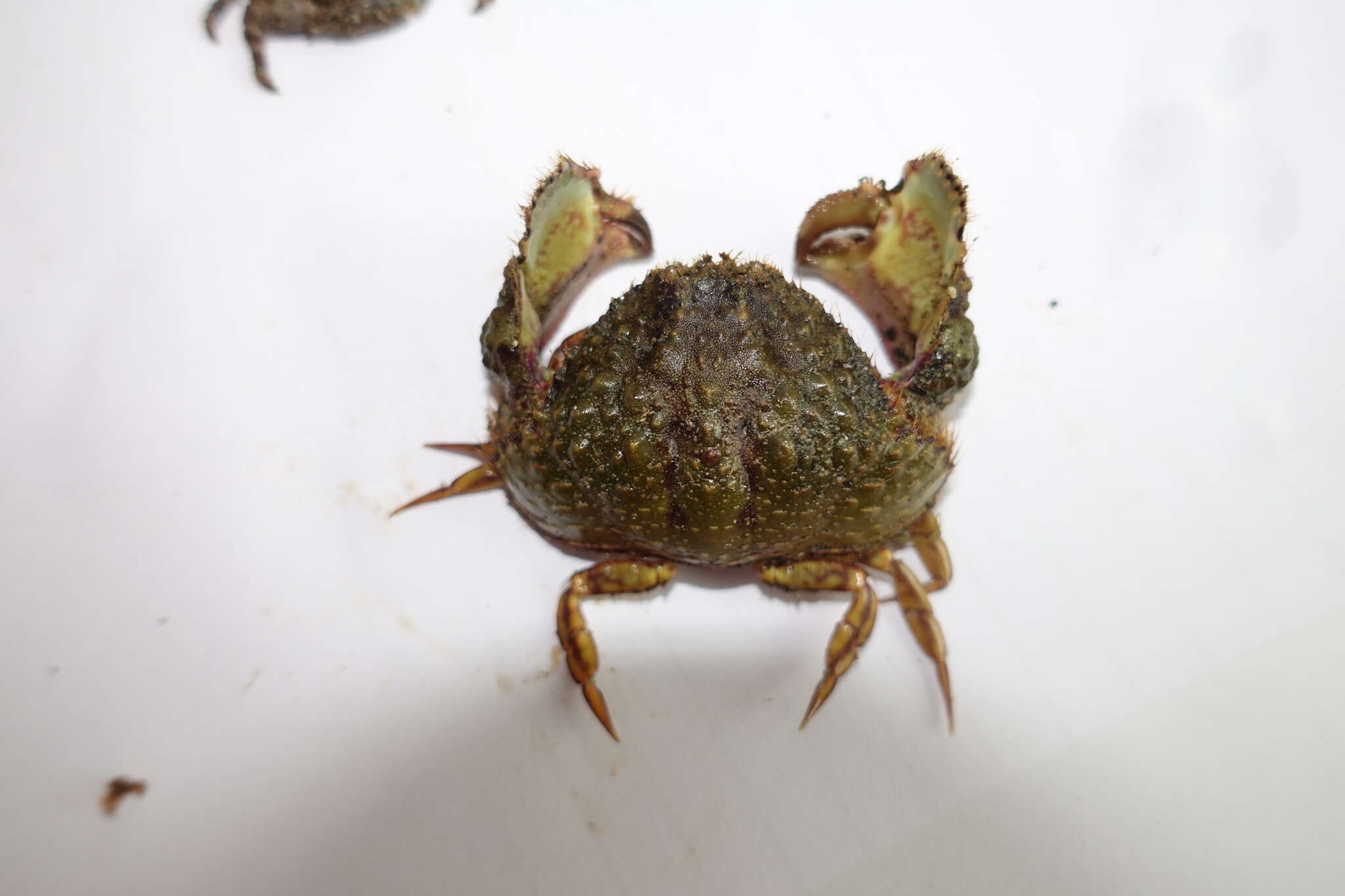 Слика од Calappa hepatica (Linnaeus 1758)