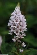 Image of gooseneck yellow loosestrife