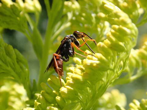 Image of Tachypompilus ferrugineus nigrescens