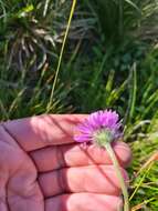 Image de Erigeron caucasicus subsp. venustus (Botsch.) Grierson