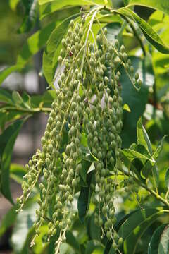 Image de Oxydendrum