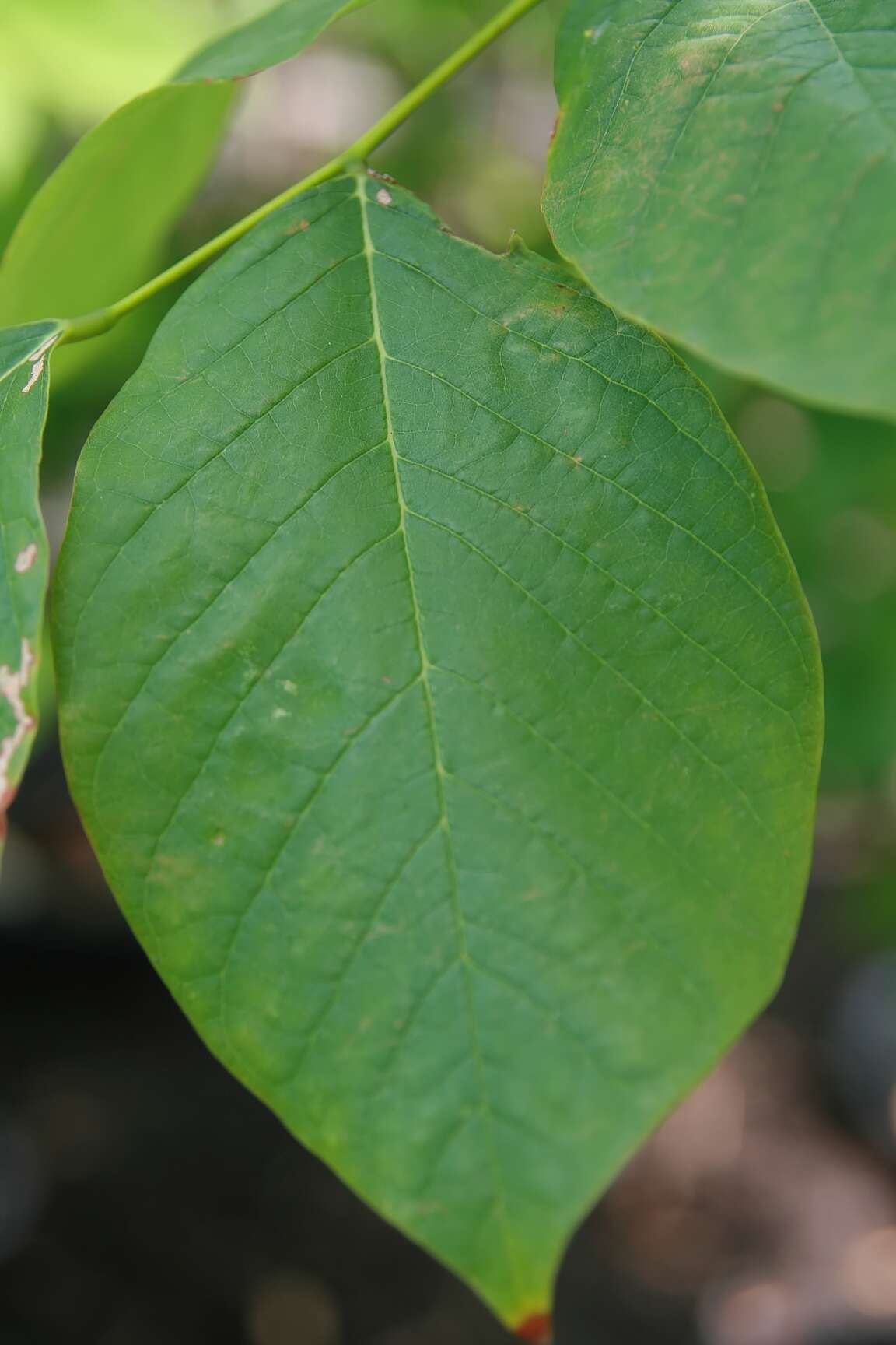 Image of yellowwood