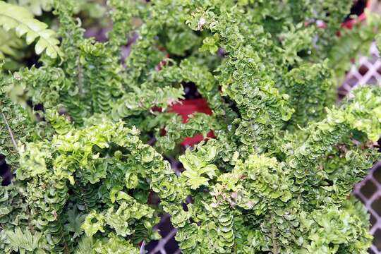 Image of Boston swordfern