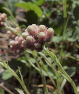 Image of rosy pussytoes