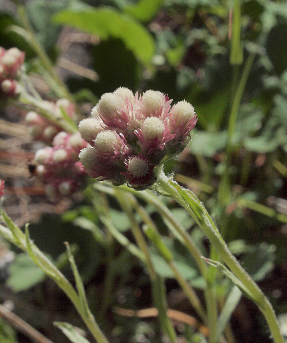 Image of rosy pussytoes