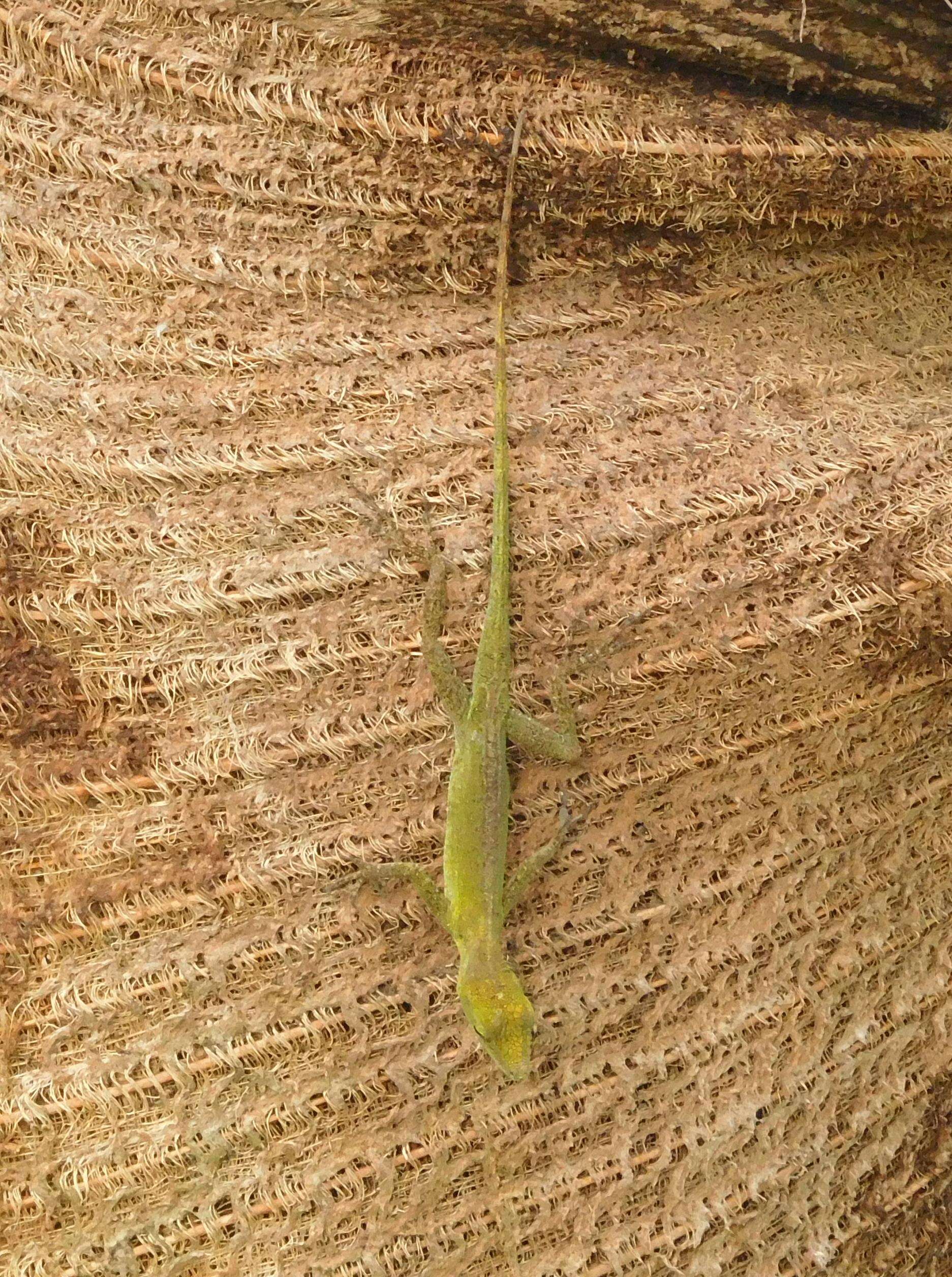 Image of Leopard Anole