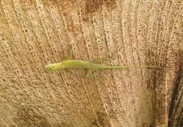 Image of Leopard Anole