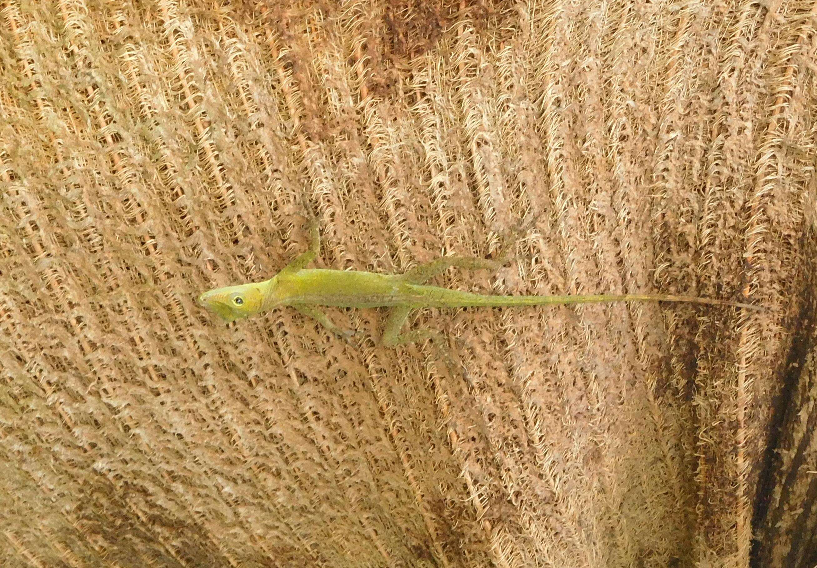 Image of Leopard Anole