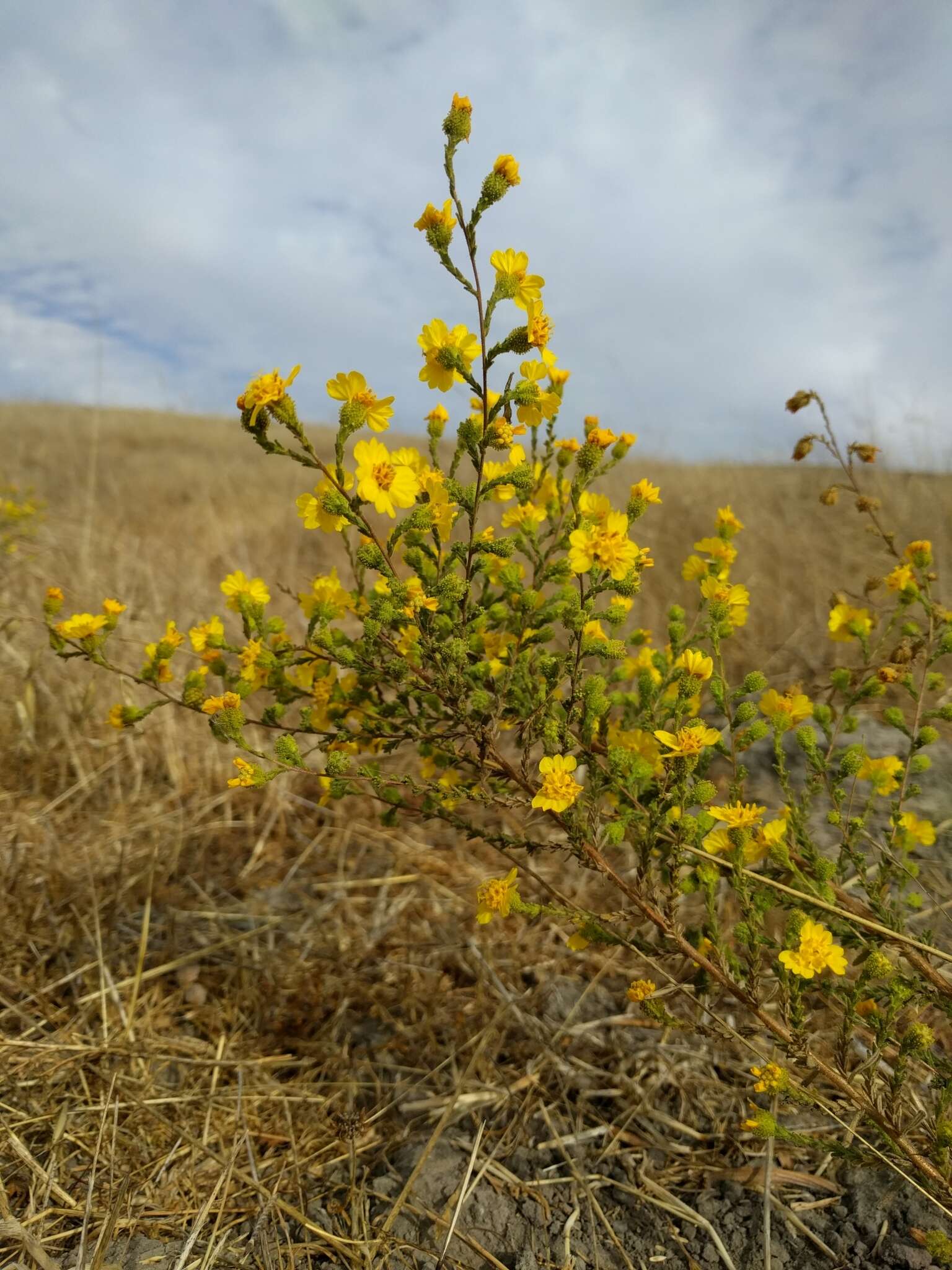 Image of Heermann's tarweed