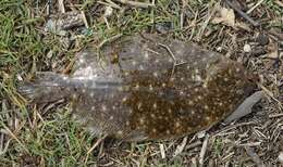 Image of False brill