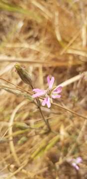 Image of western fringed catchfly