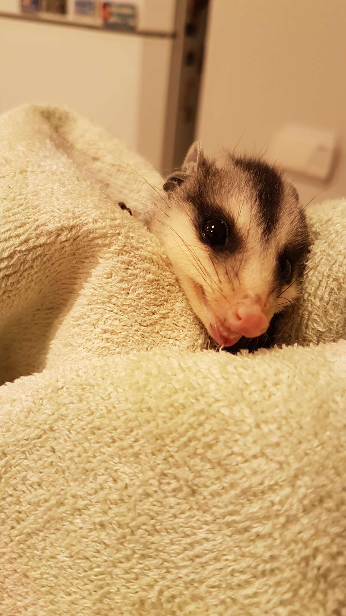 Image of White-eared Opossum