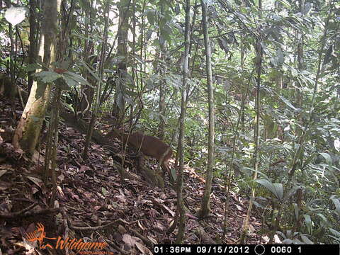 Image of Barking Deer