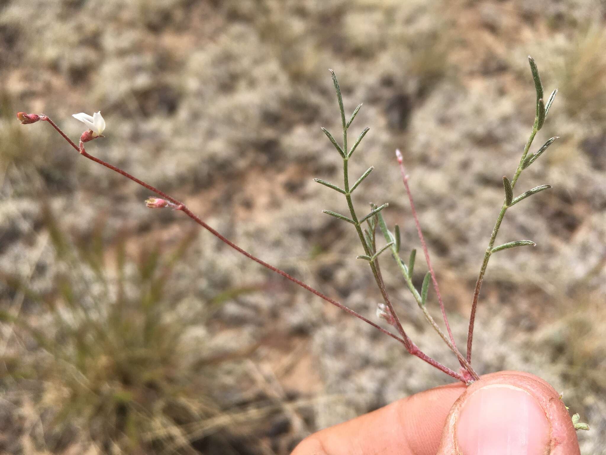 صورة Astragalus brandegeei (Rydb.) Porter