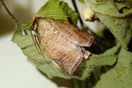 Image of Beara tortriciformis (Strand 1917)