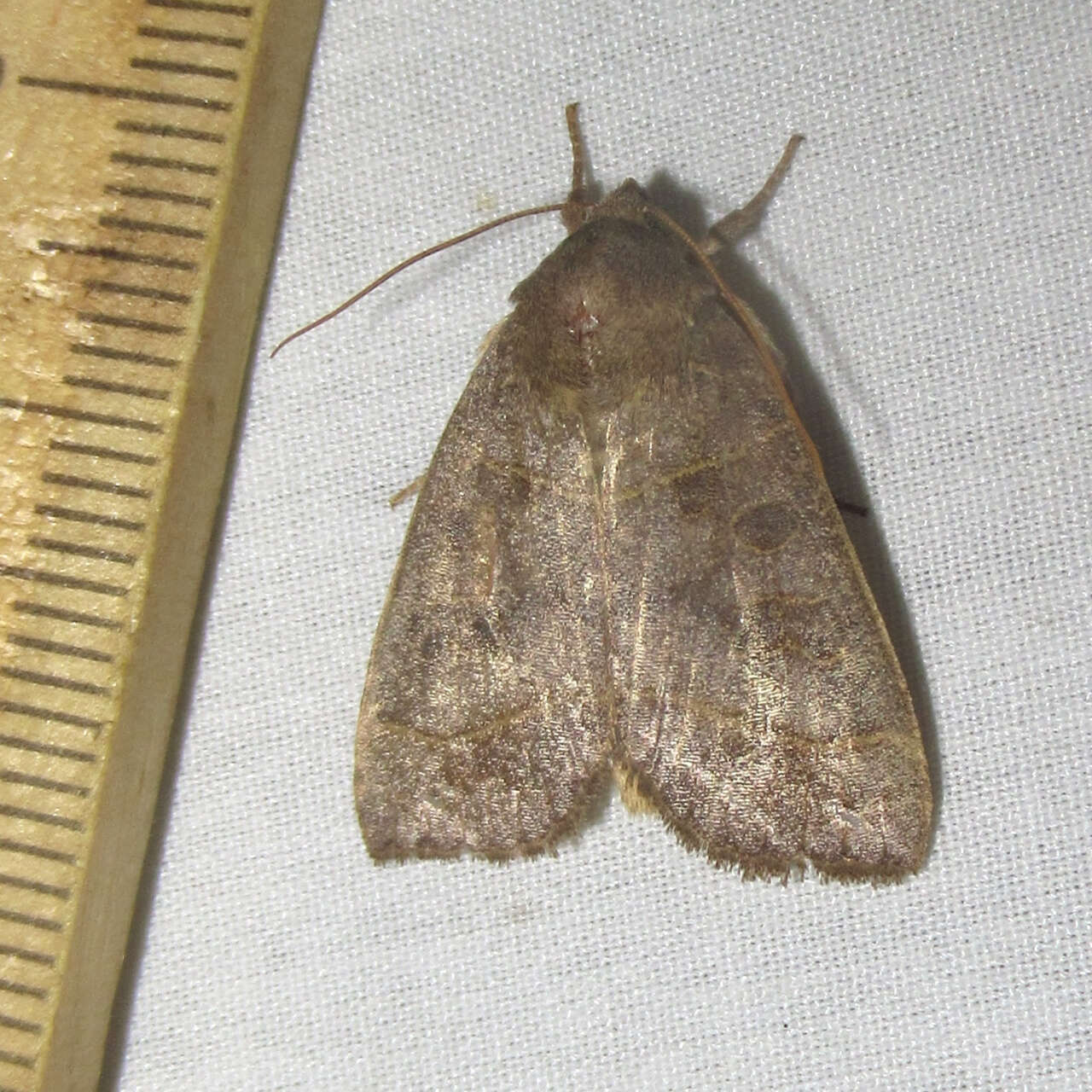 Image of Even-lined Sallow