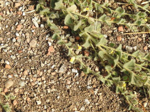 Image of Kickxia spuria subsp. integrifolia (Brot.) R. Fernandes