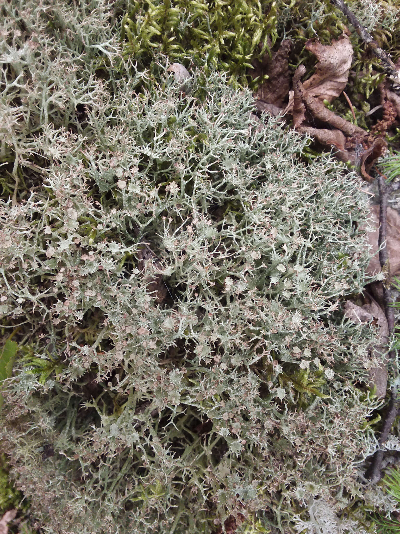 Image of cup lichen