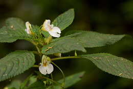 Image of Impatiens burtonii Hook. fil.