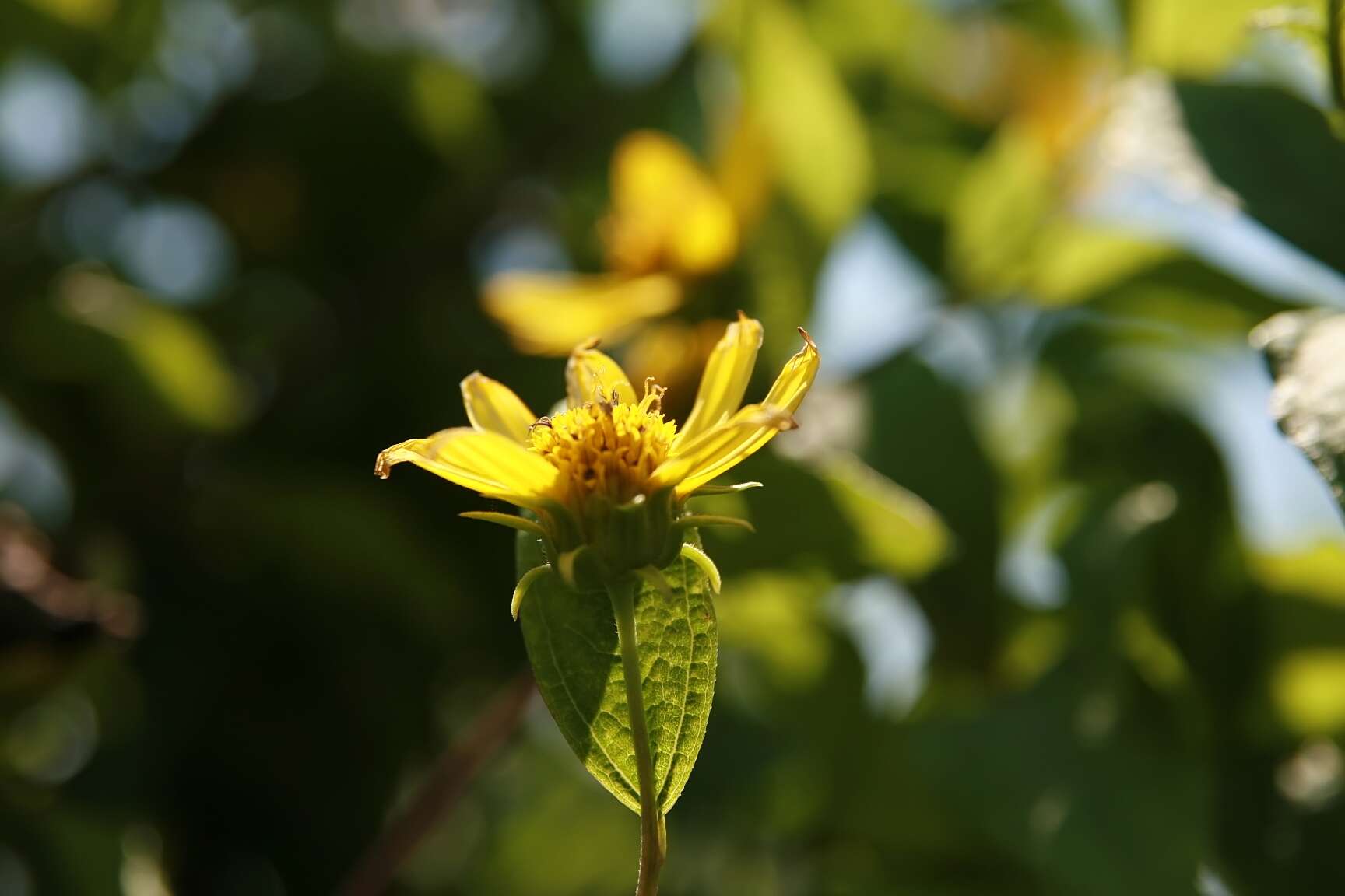 Image of Small Woodland Sunflower