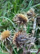 Image of Carlina biebersteinii Bernh. ex Hornem.