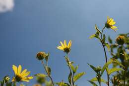 Image of Small Woodland Sunflower