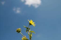 Image of Small Woodland Sunflower