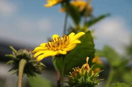 Image of thinleaf sunflower