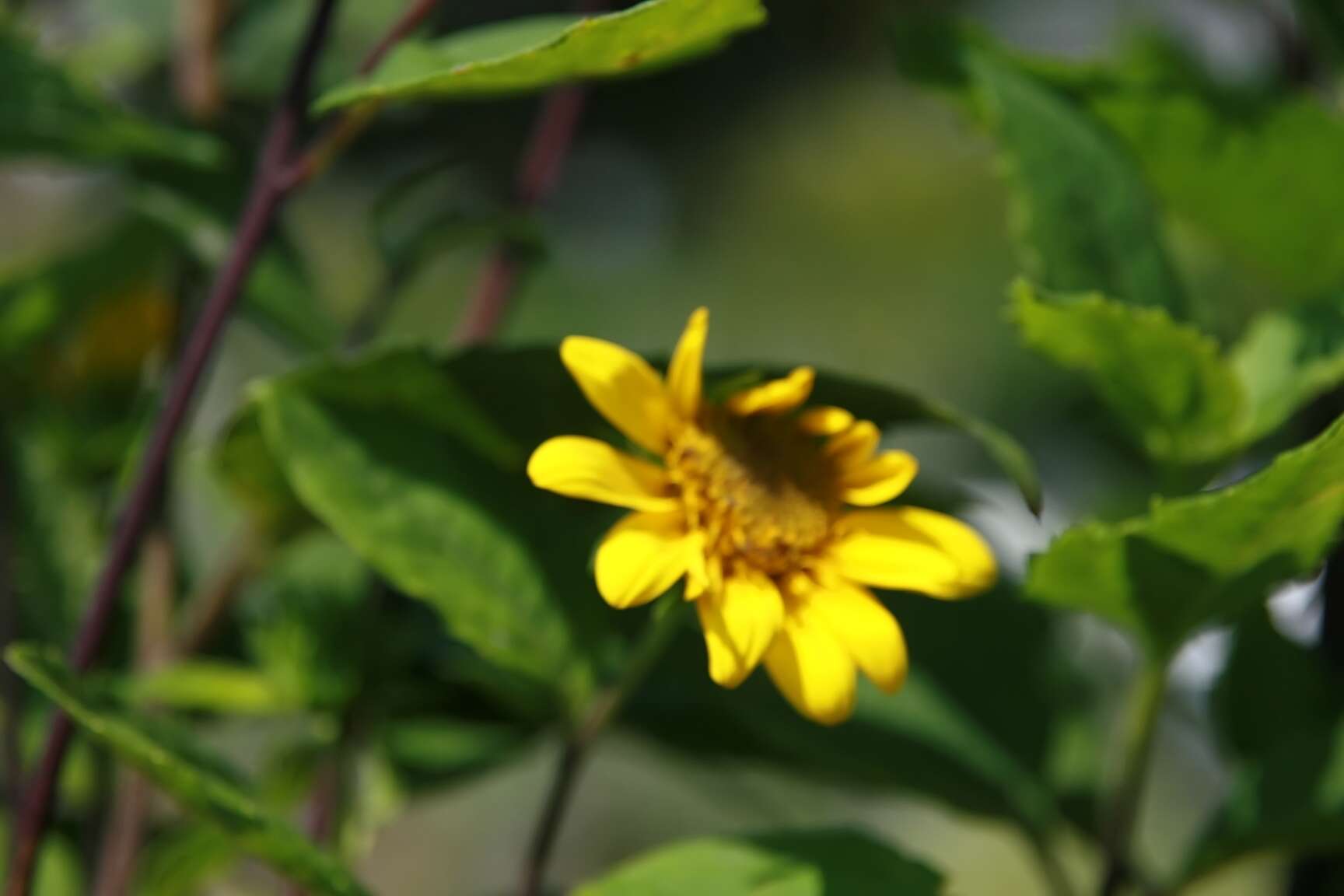 Image of thinleaf sunflower