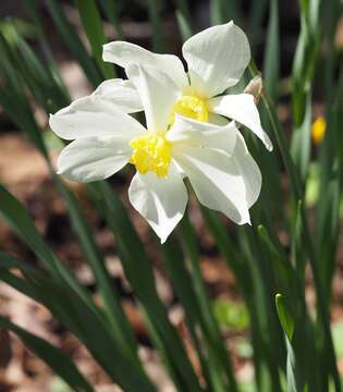 Image de Narcissus medioluteus Mill.