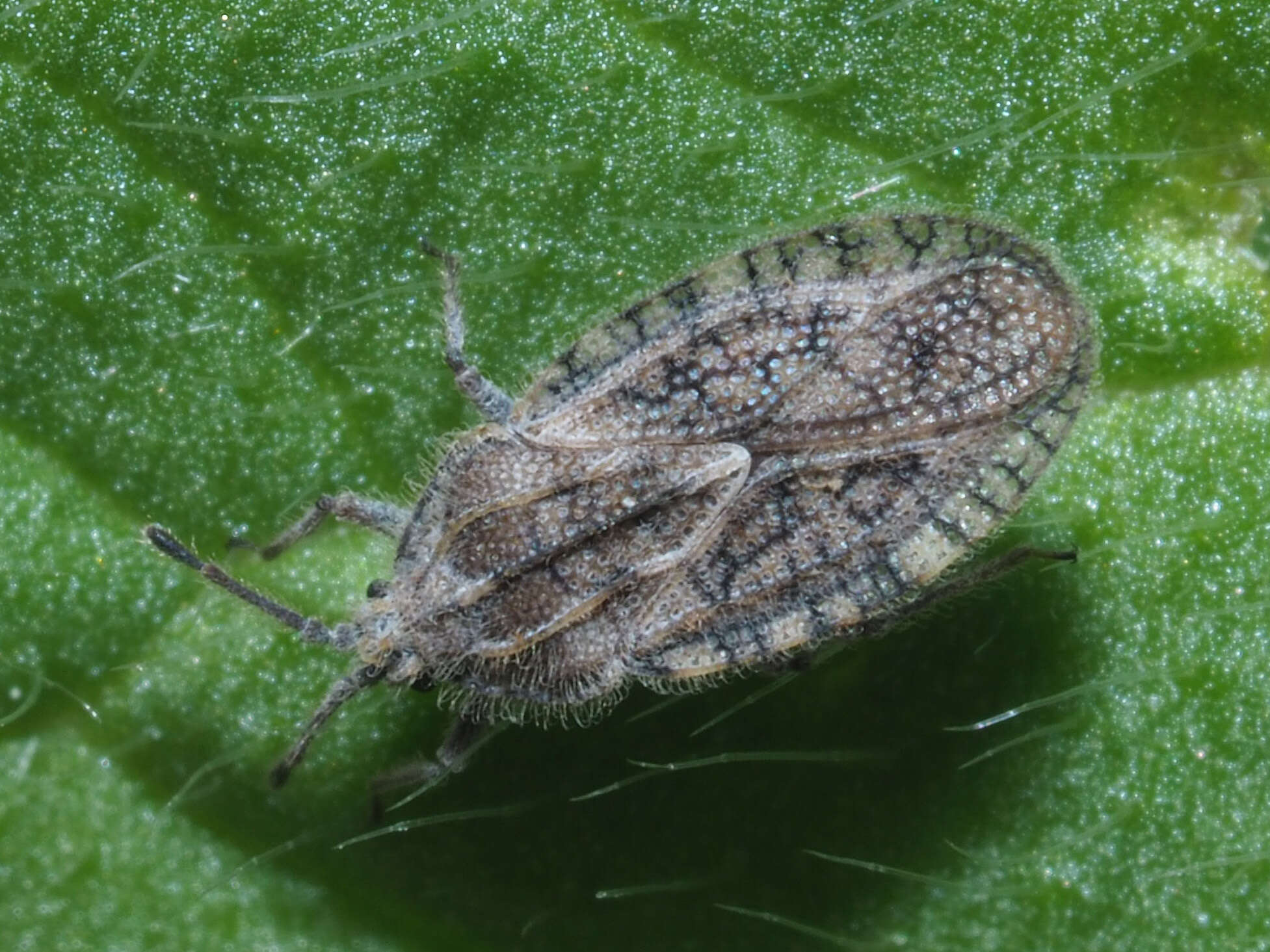 Image of Tingis (Neolasiotropis) pilosa Hummel 1825